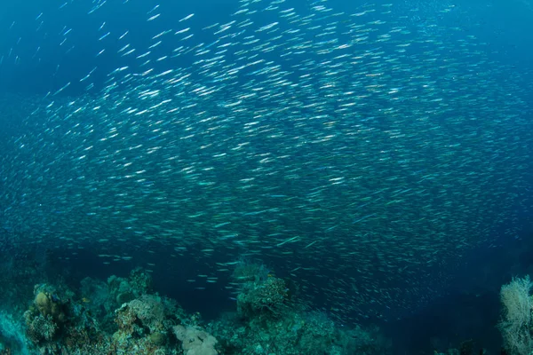 A large school of silversides swims just off the edge of a coral reef in Raja Ampat, Indonesia. These small, silvery fish often end up as prey for many reef predators.
