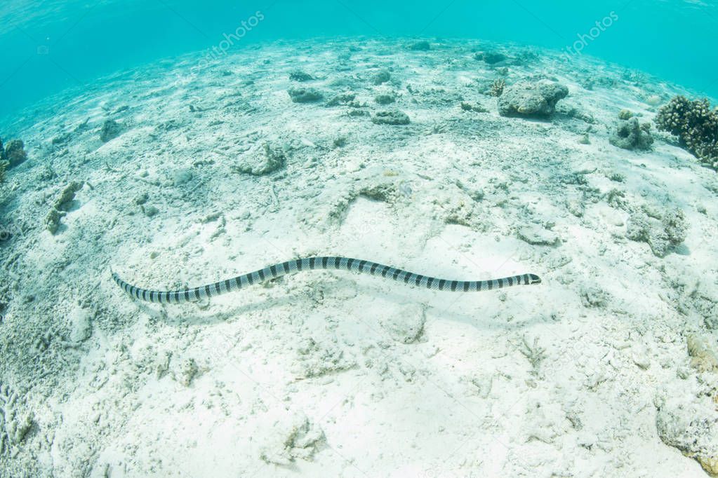 A Banded sea krait, Laticauda colubrina, swims in the warm, tropical waters of Raja Ampat, Indonesia. This is one of the most venomous reptiles on Earth.