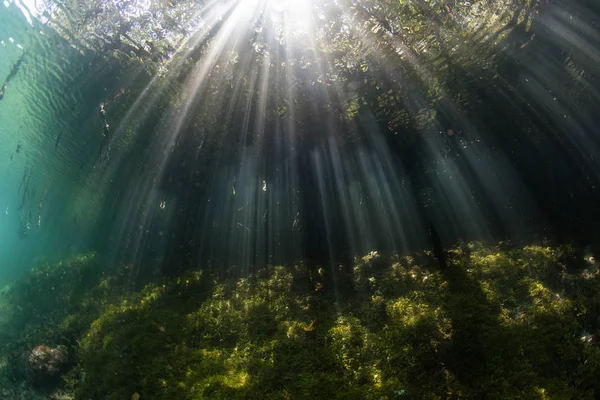 光の明るいビームは Raja Ampat インドネシアで青い水のマングローブの森に下る この美しいとリモートの地域はその驚異的な海洋生物の多様性で知られています — ストック写真