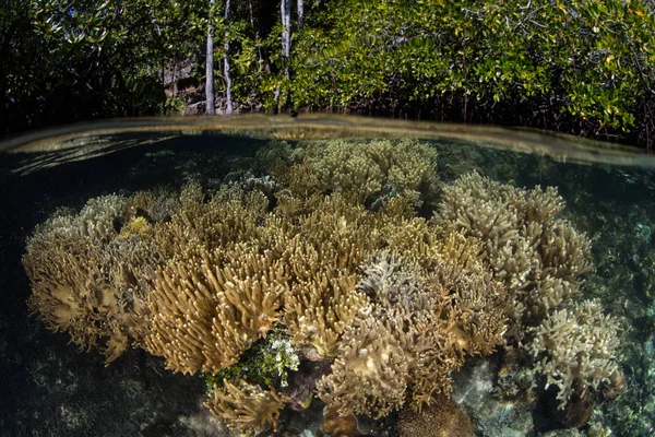 Здоровий Корали Ростуть Прямо Краю Мангрових Лісів Раджа Ampat Індонезія — стокове фото
