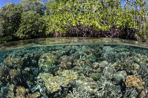 Friska Koraller Växer Ända Upp Till Kanten Mangroveskog Raja Ampat — Stockfoto