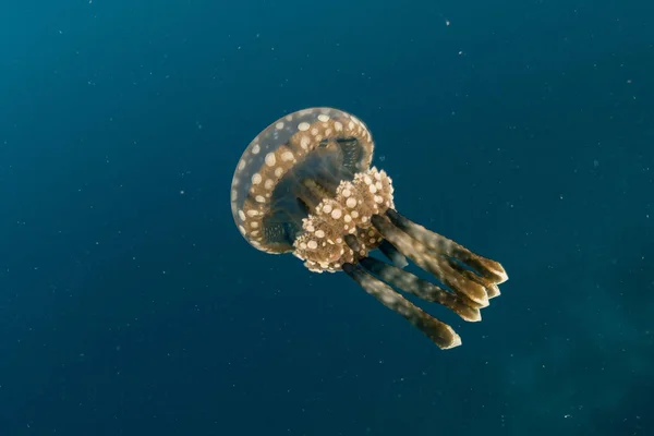 Small Jellyfish Mastigias Papua Swims Blue Water Indonesia — Stock Photo, Image