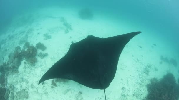 Rayo Manta Cruza Cerca Una Estación Limpieza Raja Ampat Indonesia — Vídeos de Stock