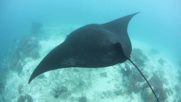 マンタはクルーズ Raja Ampat インドネシアの洗浄駅近く この美しいとリモートの地域ではその驚異的な海洋生物の多様性のために知られている スキューバダイバーやシュノーケラーに人気の場所 — ストック動画