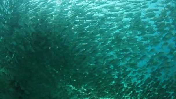 Tyk Skole Yellowstripe Scad Svømmer Farvandene Raja Ampat Indonesien – Stock-video