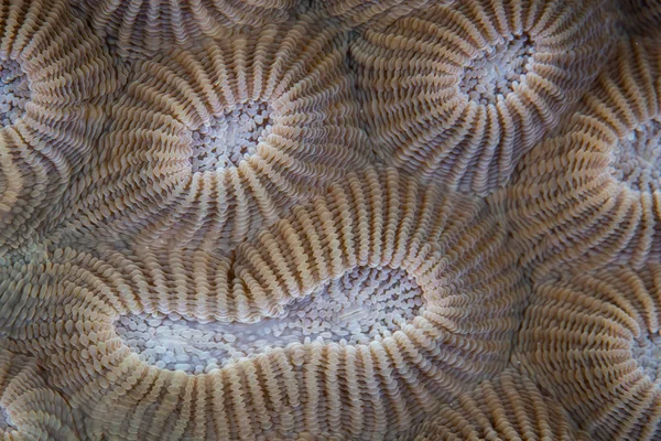 Detail Reef Building Coral Colony Diploastrea Growing Reef Papua New — Stock Photo, Image