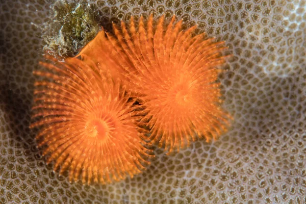 Een Felgekleurde Kerstboom Worm Leeft Een Koraal Rif Papoea Nieuw — Stockfoto