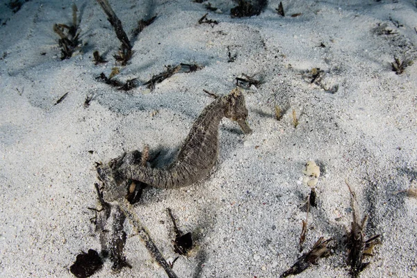 Хорошо Замаскированный Estuarine Seahorse Hippocampus Kuda Лежит Песчаном Морском Дне — стоковое фото