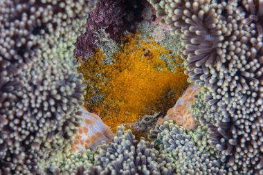Turuncu tehlikede yumurta, Amphiprion sandaracinos, son zamanlarda Papua Yeni Gine'de bir resif üzerinde host anemon yanındaki atılmıştır var. 