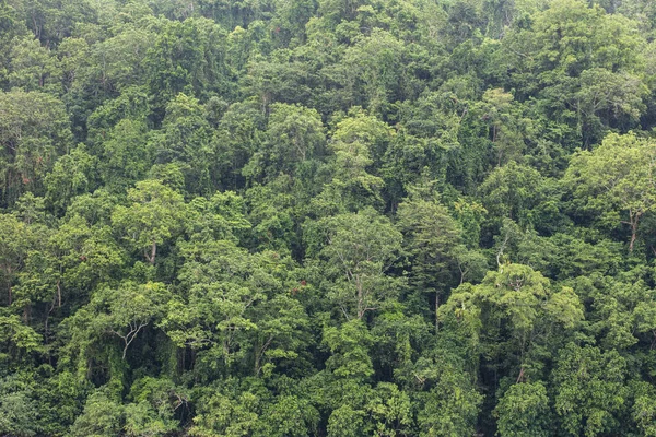 Yemyeşil Yağmur Ormanları Papua Yeni Gine Gösterir Yeni Britanya Adası — Stok fotoğraf