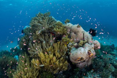 Papua Yeni Gine'deki yemyeşil bir mercan bommie etrafında renkli Redfin anthias sürüsü. Bu tropikal bölge muhteşem deniz biyoçeşitliliği için bilinir ve mercan üçgeni parçasıdır.