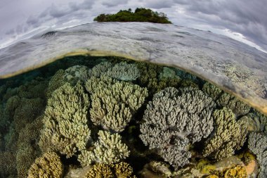 Yumuşak mercanlar Papua Yeni Gine'nde küçük bir ada yakınındaki sığ gelişirler. Bu tropikal bölge muhteşem deniz biyoçeşitliliği için bilinir ve mercan üçgeni parçasıdır.
