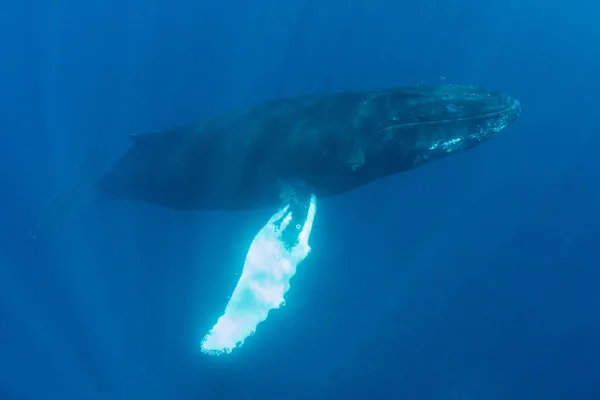 Uma Baleia Jubarte Adulta Megaptera Novaeangliae Nasce Das Águas Claras — Fotografia de Stock