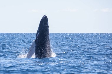 A huge Humpback whale, Megaptera novaeangliae, breaches out of the blue waters of the Caribbean Sea. clipart