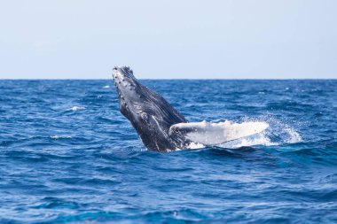 Büyük bir kambur balina, Megaptera novaeangliae, Karayip Denizi'nin mavi sularına ihlal.