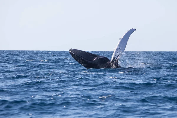 巨大なザトウクジラ 西海上違反カリブ海の青色の海 — ストック写真