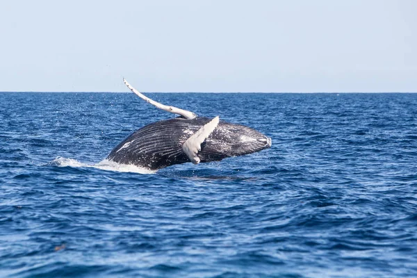 Młody Humpback Whale Megaptera Novaeangliae Narusza Znikąd Wodach Morza Karaibskiego — Zdjęcie stockowe