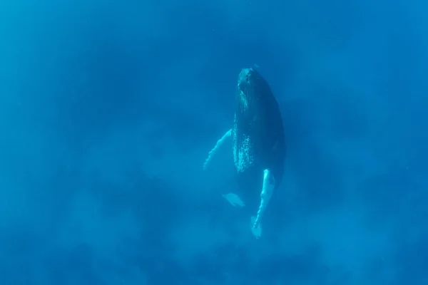 Une Mère Baleine Bosse Megaptera Novaeangliae Dort Verticalement Dans Les — Photo