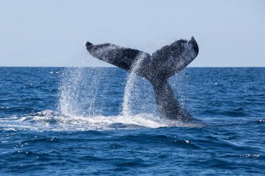 A Humpback whale, Megaptera novaeangliae, slams its massive fluke down on the blue waters of the Caribbean Sea. clipart