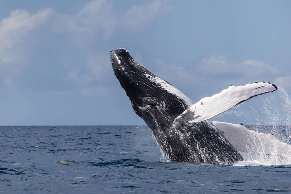 Uma Enorme Baleia Jubarte Megaptera Novaeangliae Rompe Águas Azuis Mar — Fotografia de Stock