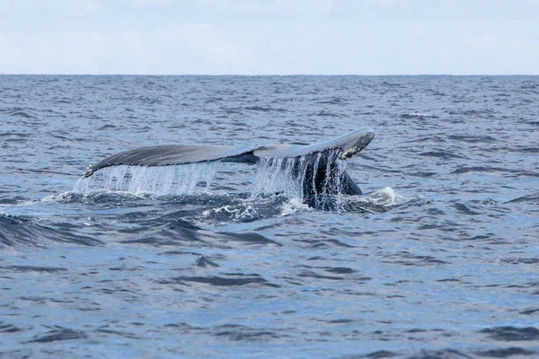 Una Ballena Jorobada Megaptera Novaeangliae Levanta Enorme Salida Las Aguas — Foto de Stock