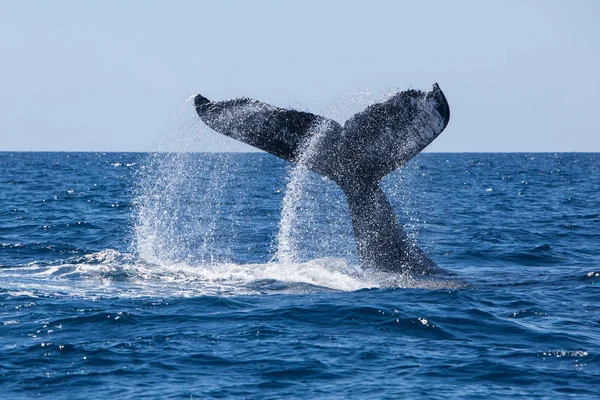 Karayip Denizi'nin mavi suları üzerinde çarparak aşağı bir kambur balina, Megaptera novaeangliae, onun büyük şans eseri.