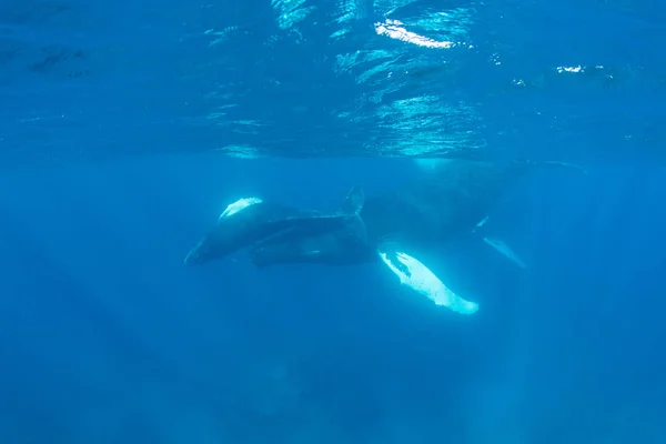 Mother Calf Humpback Whales Megaptera Novaeangliae Swim Clear Blue Waters — Stock Photo, Image