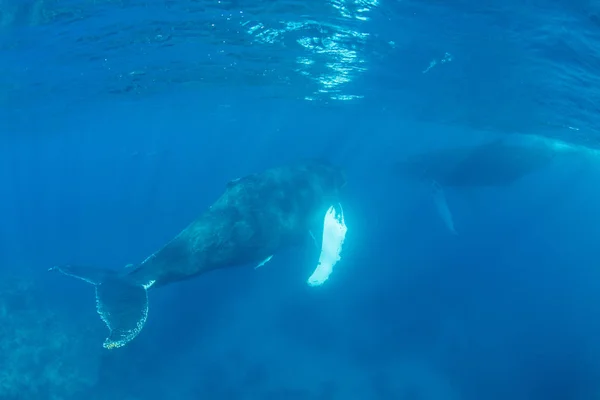 Καμπούρης Φάλαινες Megaptera Novaeangliae Κολυμπήστε Στα Καταγάλανα Νερά Της Καραϊβικής — Φωτογραφία Αρχείου
