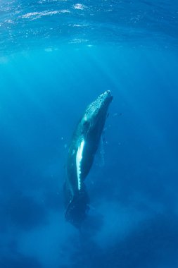 Bir humpback balina buzağı, Megaptera novaeangliae, Karayip Denizi açık, mavi sularında yüzeye yükselir.
