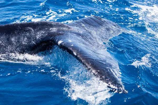 Huge Humpback Whale Megaptera Novaeangliae Raises Its Large Fluke Clear — Stock Photo, Image