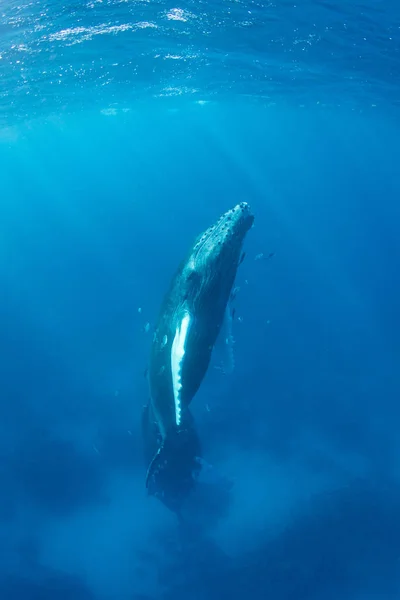 Ein Buckelwal Kalb Megaptera Novaeangliae Ragt Klaren Blauen Wasser Der — Stockfoto