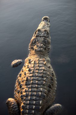 Bir Amerikan timsahı, Crocodylus acutus, Belize kıyılarında sakin bir lagün hala yatıyor. Bu tehlikeli sürüngenler uzunluğu 3-15 feet kadar büyüyebilir.