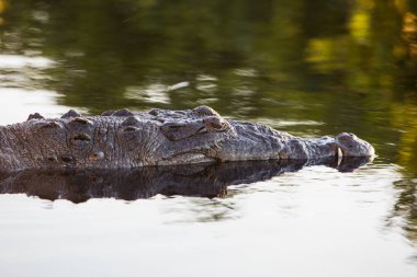 Bir Amerikan timsahı, Crocodylus acutus, Belize kıyılarında sakin bir lagün hala yatıyor. Bu tehlikeli sürüngenler uzunluğu 3-15 feet kadar büyüyebilir.