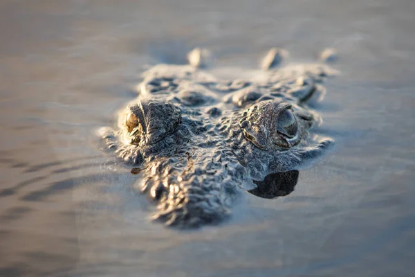 一只美国鳄鱼 仍然躺在伯利兹海岸外的一个平静的泻湖 这些危险的爬行动物可以长到10 15英尺长 — 图库照片