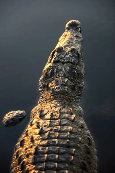 Cocodrilo Americano Crocodylus Acutus Encuentra Todavía Una Tranquila Laguna Frente — Foto de Stock