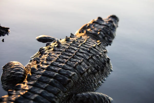 Cocodrilo Americano Crocodylus Acutus Encuentra Todavía Una Tranquila Laguna Frente — Foto de Stock