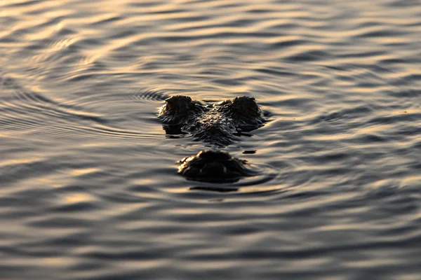 Ένας Αμερικανός Κροκόδειλος Crocodylus Acutus Βρίσκεται Ακόμα Μια Ήρεμη Λιμνοθάλασσα — Φωτογραφία Αρχείου