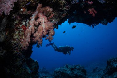 Bir tüplü dalgıç Palau sağlıklı bir resif üzerinde derin bir mağara araştırıyor. Bu tropik ada ulusu olağanüstü deniz biyolojik çeşitliliğine ev sahipliği yapmaktadır..