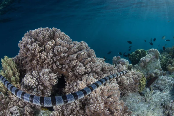 Laticauda Colubrina Krait Banded Nada Sobre Corais Indonésia Este Réptil — Fotografia de Stock