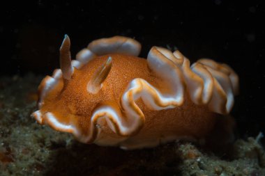 Renkli bir Kahverengi Marj nudibranch, Glossodoris rufomarginatus, Lembeh Boğazı'nda deniz tabanı üzerinde sürünür, Endonezya. 