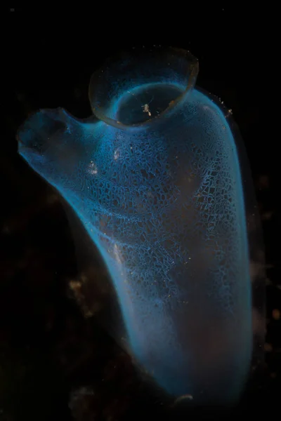 Útesu Indonéské Úžině Lembeh Pěstuje Jemný Tunitan Toto Křehké Zvíře — Stock fotografie