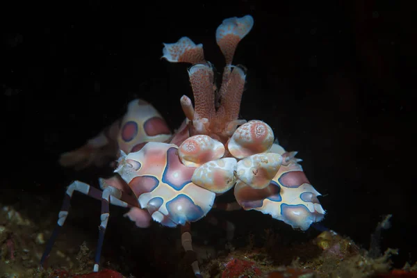 Camarão Arlequim Colorido Hymenocera Picta Aparece Uma Fenda Escura Estreito — Fotografia de Stock