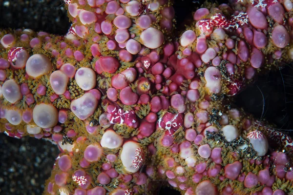 在印度尼西亚伦贝海峡,人们发现小而五颜六色的扁虫生活在一颗华蒂海星——埃奇纳斯特卡罗斯身上。. — 图库图片 在印度尼西亚伦贝海峡 人们发现小而五颜六色的扁虫生活在一颗华蒂海星 埃奇纳斯特卡罗斯身上 — 图库照片