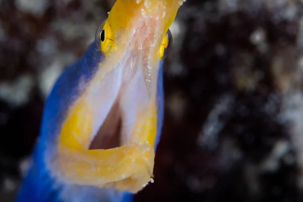 Blue Ribbon Eel Rhinomuraena Quaesita Opens Its Jaws Coral Reef — Stock Photo, Image