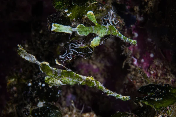 Een Paar Halimeda Ghost Pipefish Solenostomus Zweeft Een Dark Reef — Stockfoto