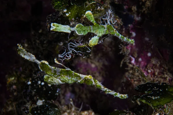 Pair Halimeda Ghost Pipefish Solenostomus Hovers Dark Reef Crevice Raja — Stock Photo, Image