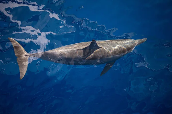 Spinner Delfin Stenella Longirostris Kryssningar Genom Det Kristallklara Vattnet Tropiska — Stockfoto