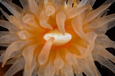 Renkli bir Cup mercan, Tubastrea coccinea, Lembeh Boğazı'nda bir resif üzerinde yetişir, Endonezya. Bu ortak mercan tüm Hint-Pasifik bölgesi boyunca bulunur.