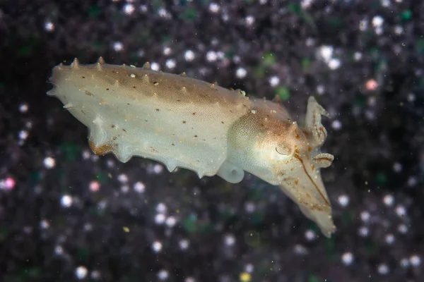 在印度尼西亚伦贝海峡的海底盘旋着一条微小的 不明的甲鱼 Sepia 甲鱼是变色和融入环境的主人 — 图库照片
