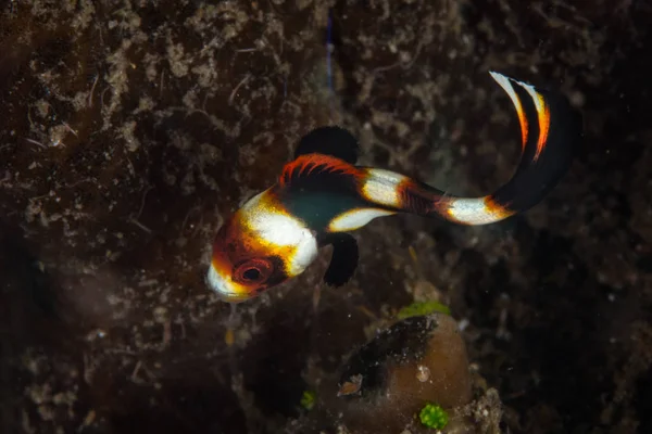 Mladiství Orientální Sladké Rty Plectorhinchus Orientalis Veverky Přes Dno Lembeh — Stock fotografie